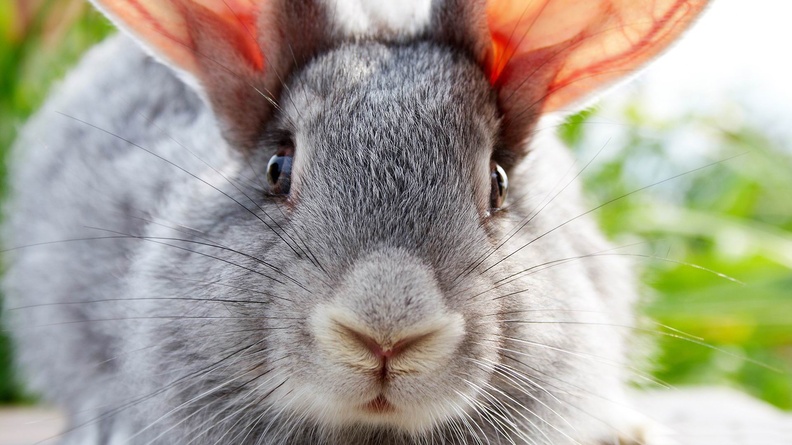 funny bunny-ecological animal desktop wallpaper Wallpaper 1920x1080[10wallpaper.com]